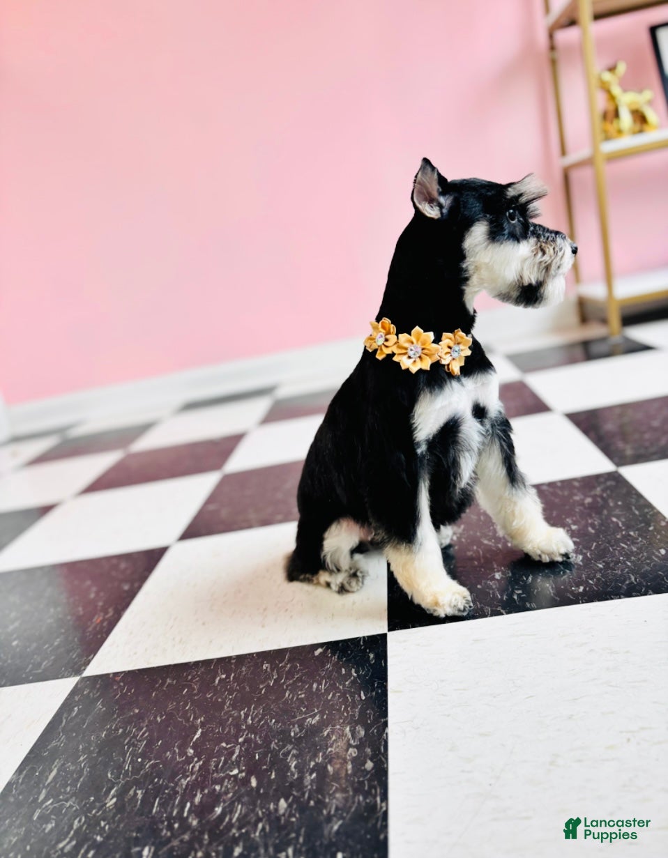 Miniature Schnauzer dogs for sale: Miniature Schnauzer Puppy 2 - Ad 2