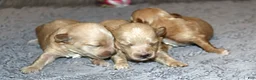 Havapoo dogs for sale: Pearl 🌷 Toy/Miniature - Ad 39