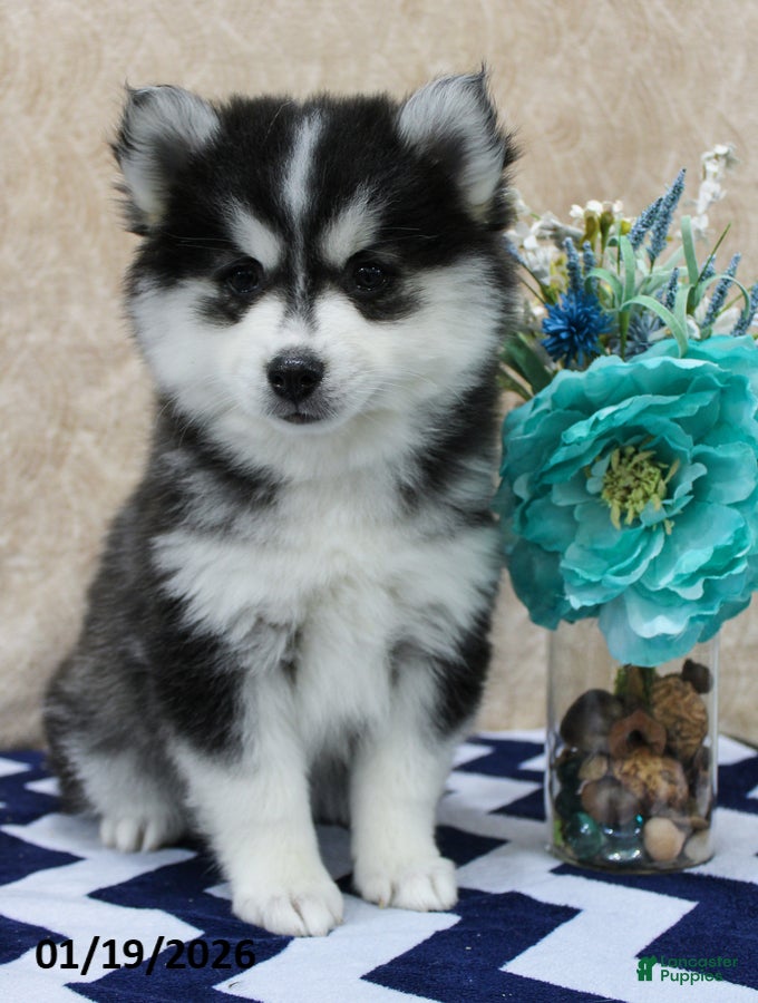 Pomsky dogs Coral - Ad 2