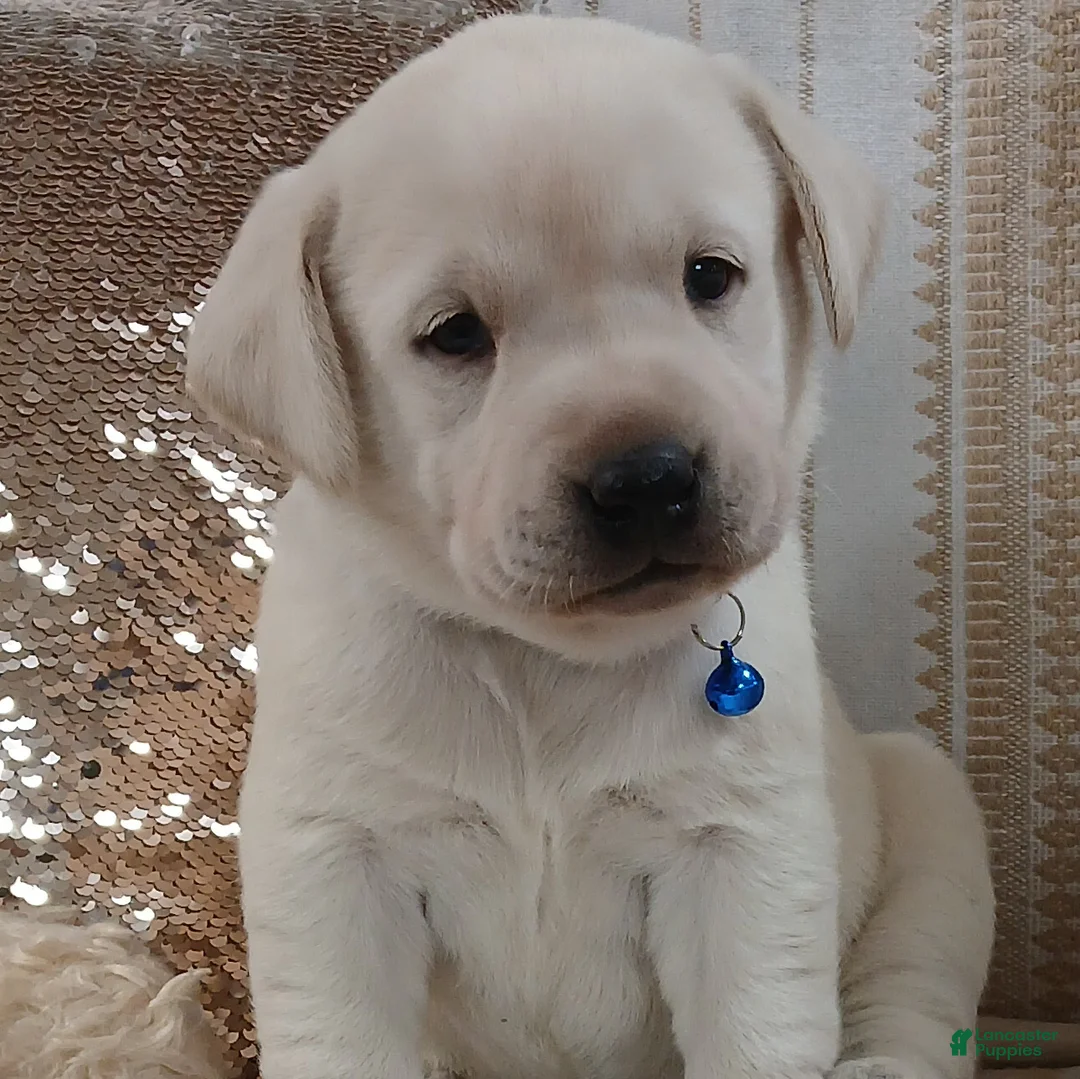 Labrador Retriever dogs for sale: RUSTY - Ad 4