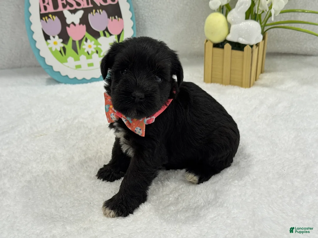 Miniature Schnauzer dogs for sale: Bleu Female 2 - Ad 2