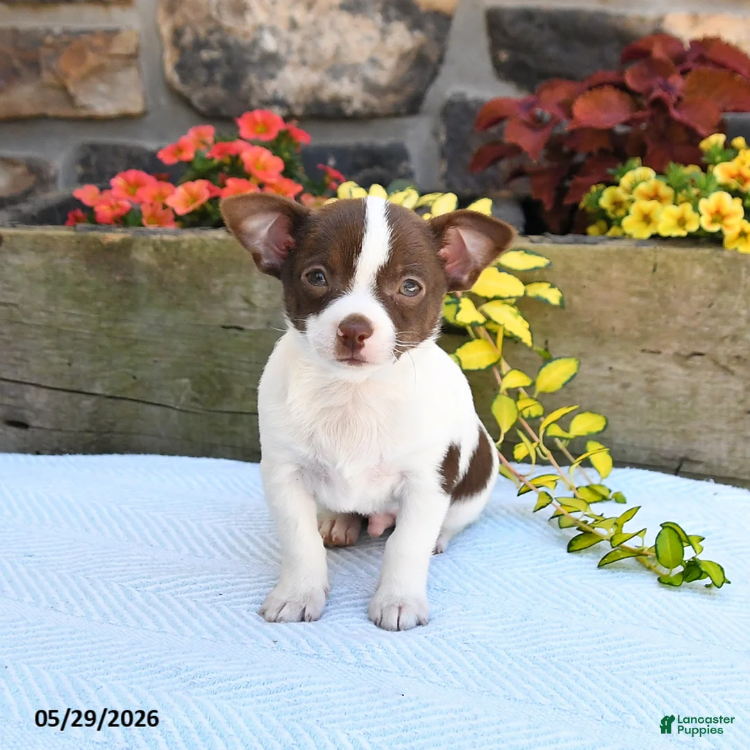 Chihuahua dogs for sale: Promise - Ad 2