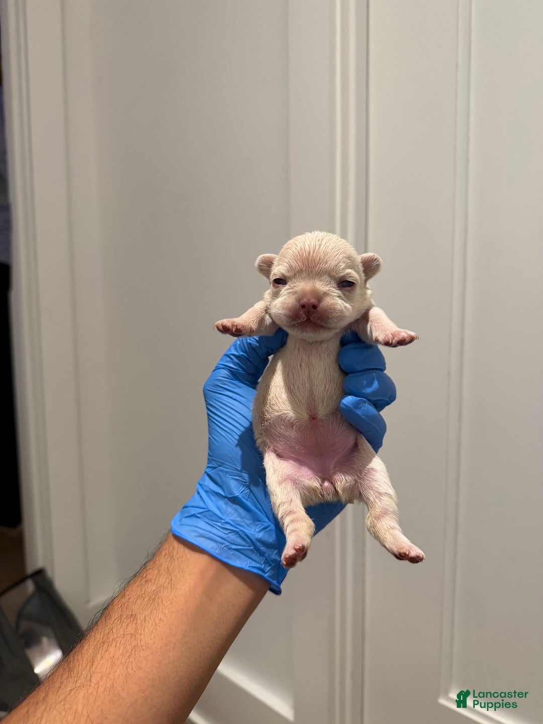 French Bulldog dogs for sale: Pearl - Ad 3