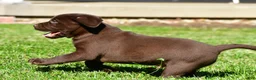 Labrador Retriever dogs for sale: Chico - Ad 6