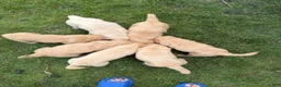 Goldendoodle dogs for sale: Goldendoodle 3 - Ad 7