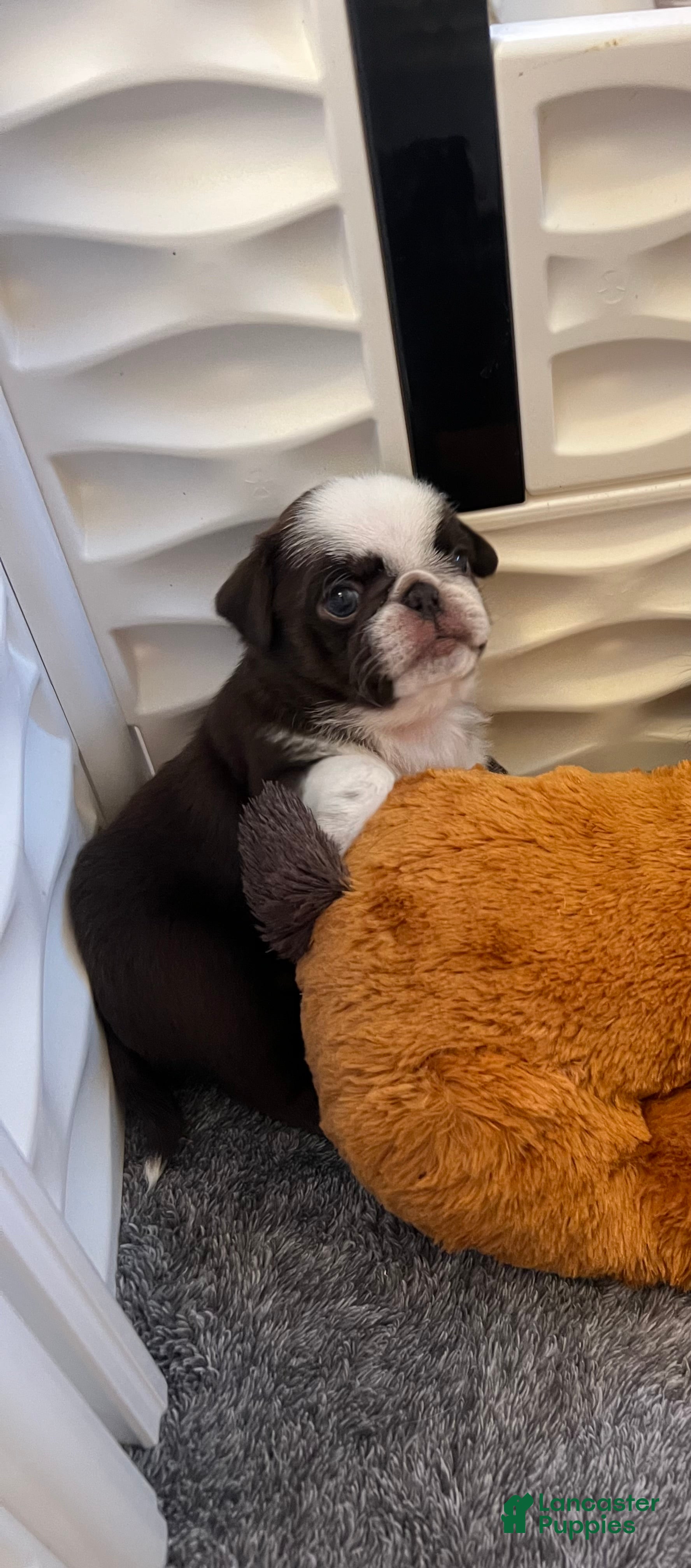 Pug dogs Chocolate Panda  - Ad 2