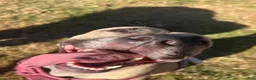 Mixed Breed dogs for sale: Mixed Breed 2 - Ad 2