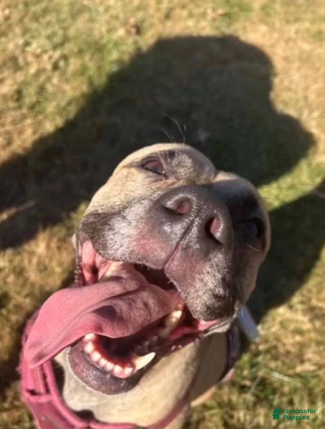Mixed Breed dogs for sale: Mixed Breed 2 - Ad 2