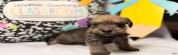 Mixed Breed dogs for sale: Sheriff  - Ad 5