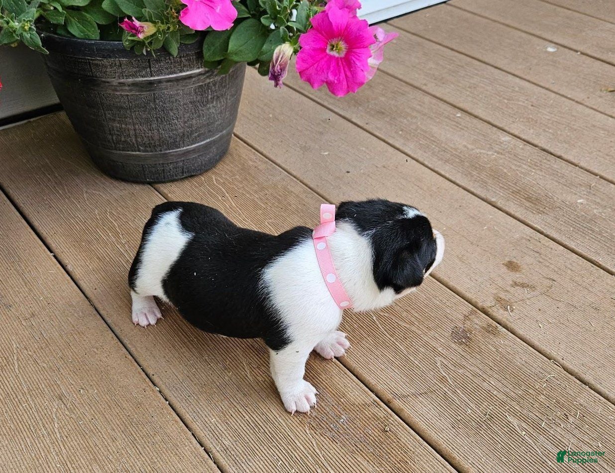 Rat Terrier dogs Lacy - Ad 2