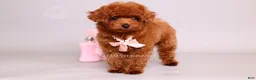Toy Poodle dogs for sale: Elodie Red Teacup - Ad 2
