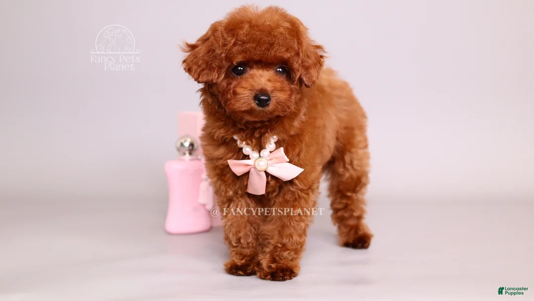 Toy Poodle dogs for sale: Elodie Red Teacup - Ad 2