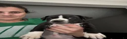 Mixed Breed dogs for sale: Mixed Breed 8 - Ad 11