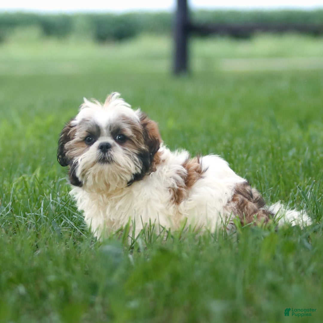 Shih Tzu dogs for sale: Cash - Ad 6