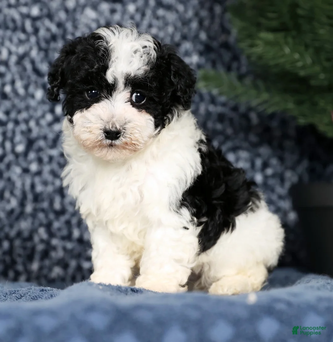 Havapoo dogs for sale: Lucas - Ad 4