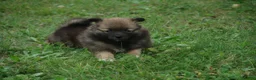 Pomeranian dogs for sale: Princess - Ad 3