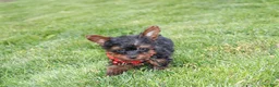 Yorkiepoo dogs for sale: Emmett  - Ad 6