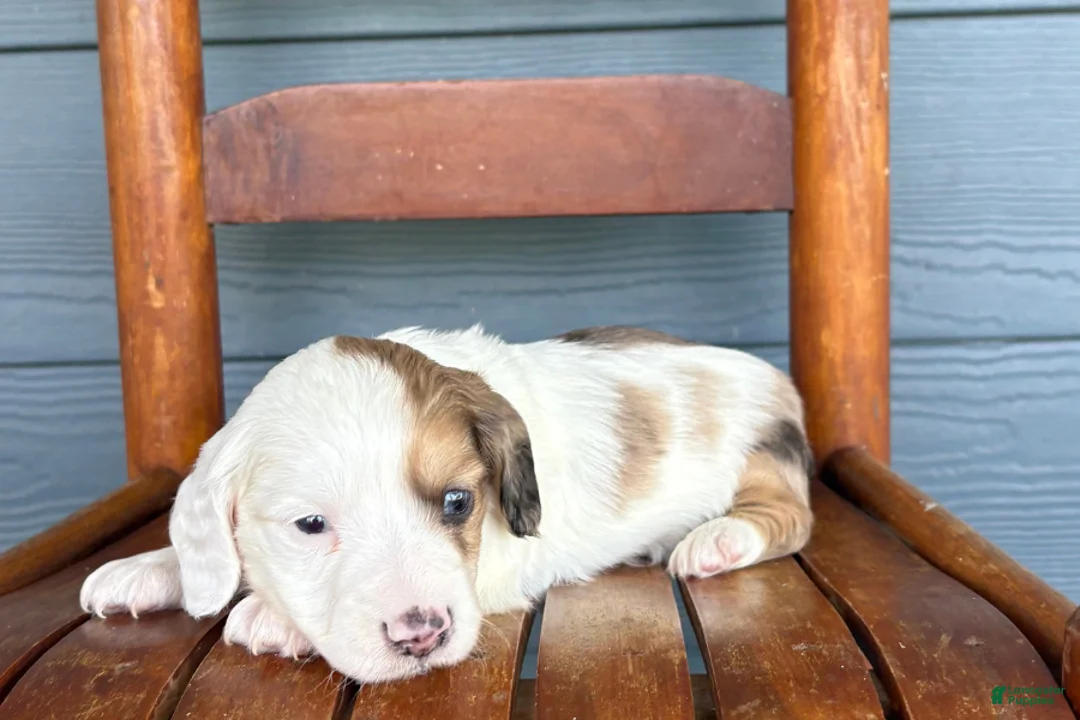 Miniature Dachshund dogs for sale: Marble - Ad 2