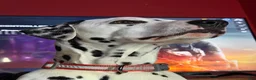 Dalmatian dogs for stud: Cooper - Ad 2