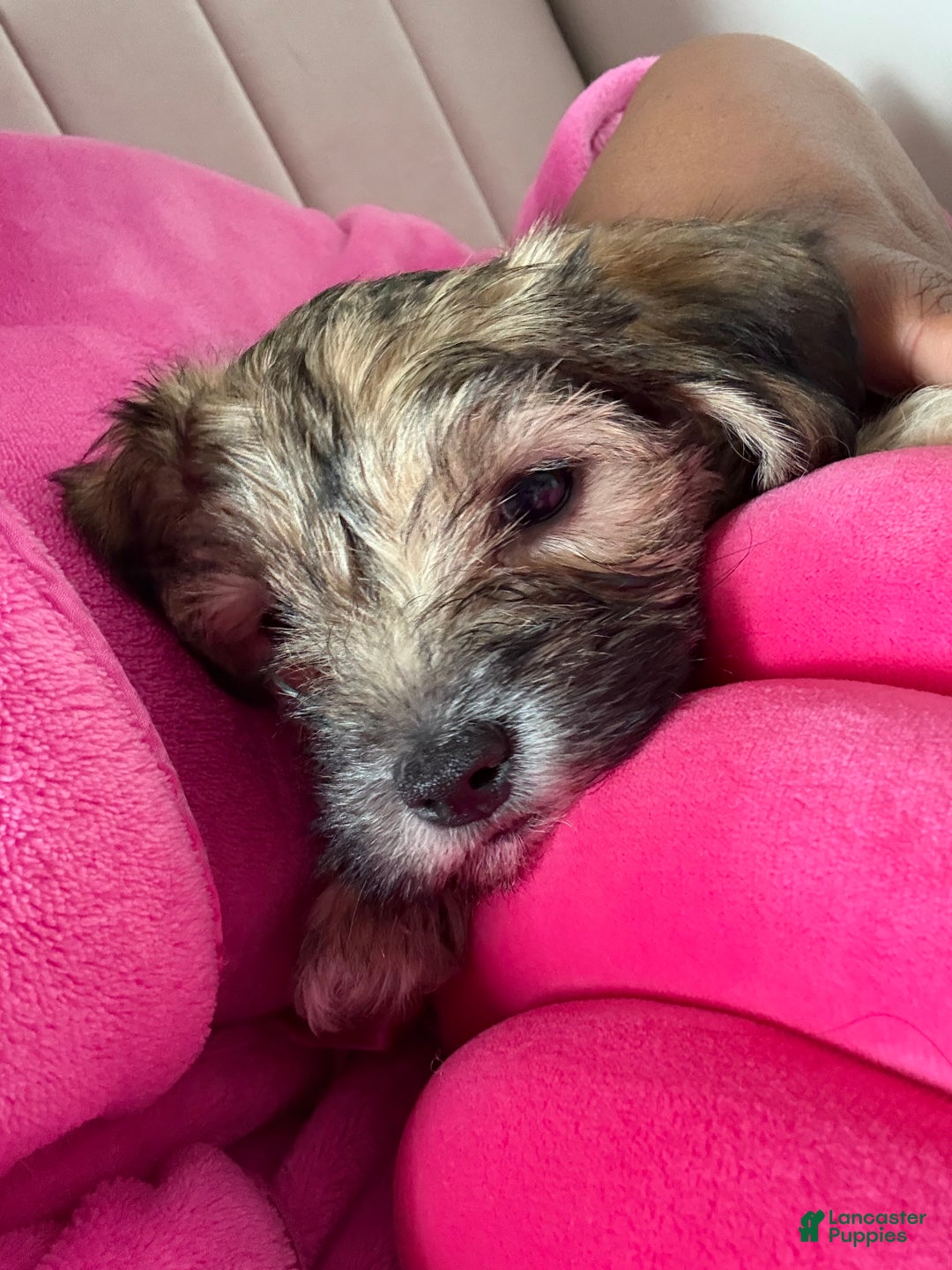 Morkie dogs for sale: Zarah  - Ad 2