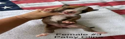 American Bulldog dogs for sale: Patsy Cline/ Female #3 - Ad 5