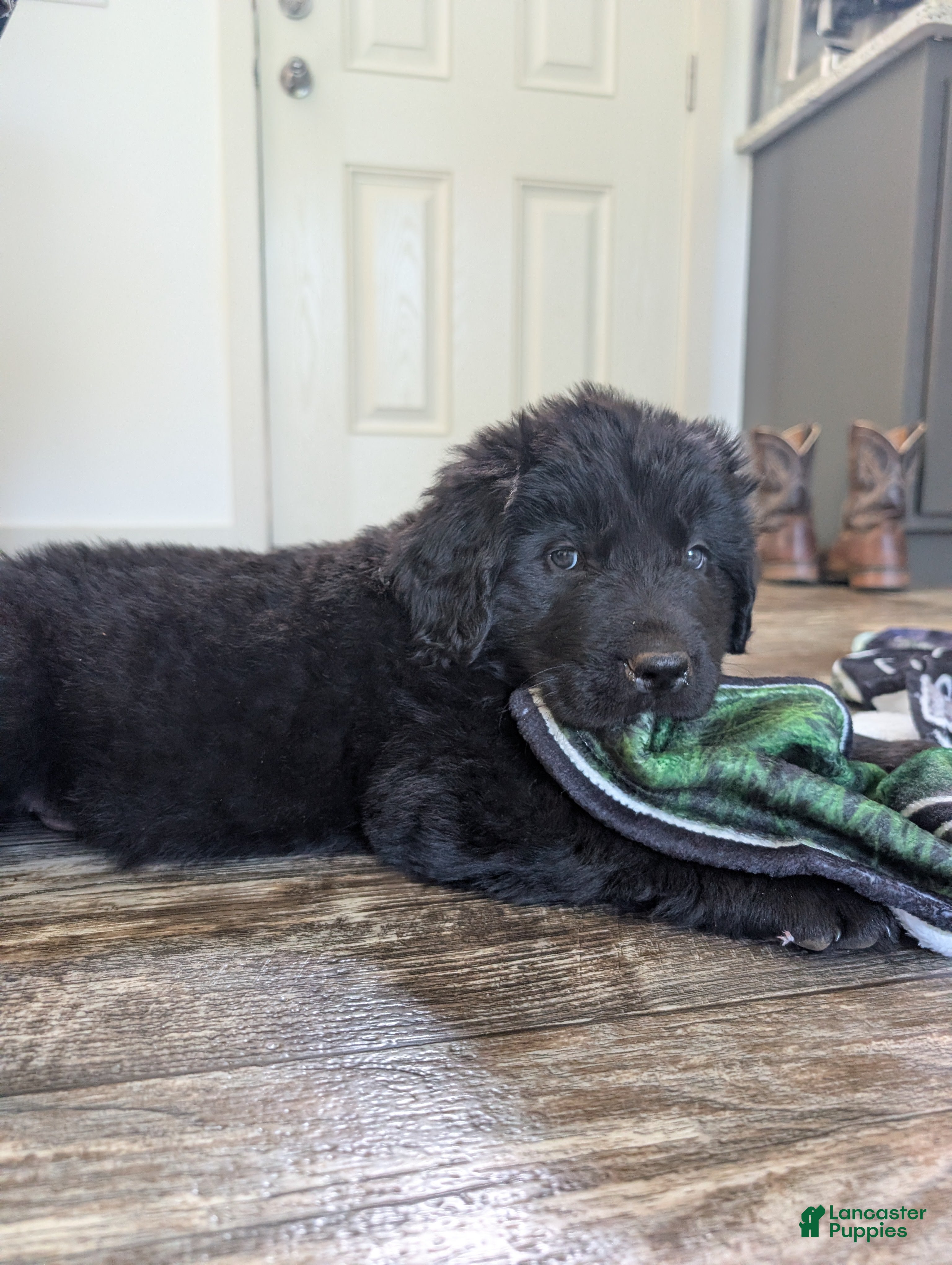 Newfoundland dogs Hayden - Ad 7