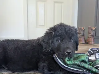 Newfoundland dogs Hayden - Ad 20