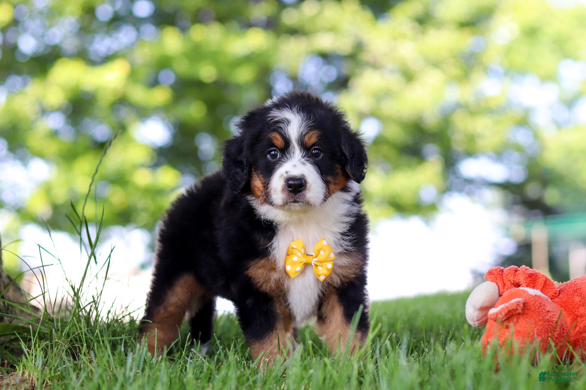 Mini Bernedoodle dogs Beetle Boy - Ad 1