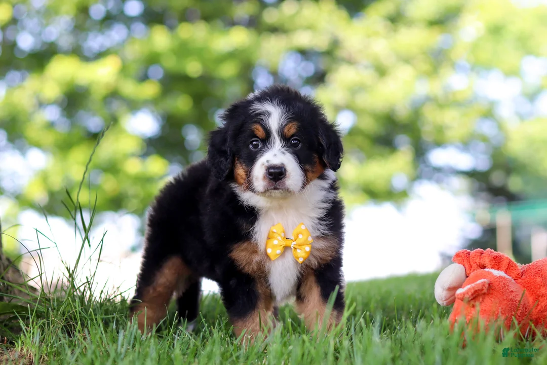 Mini Bernedoodle dogs for sale: Beetle Boy - Ad 1