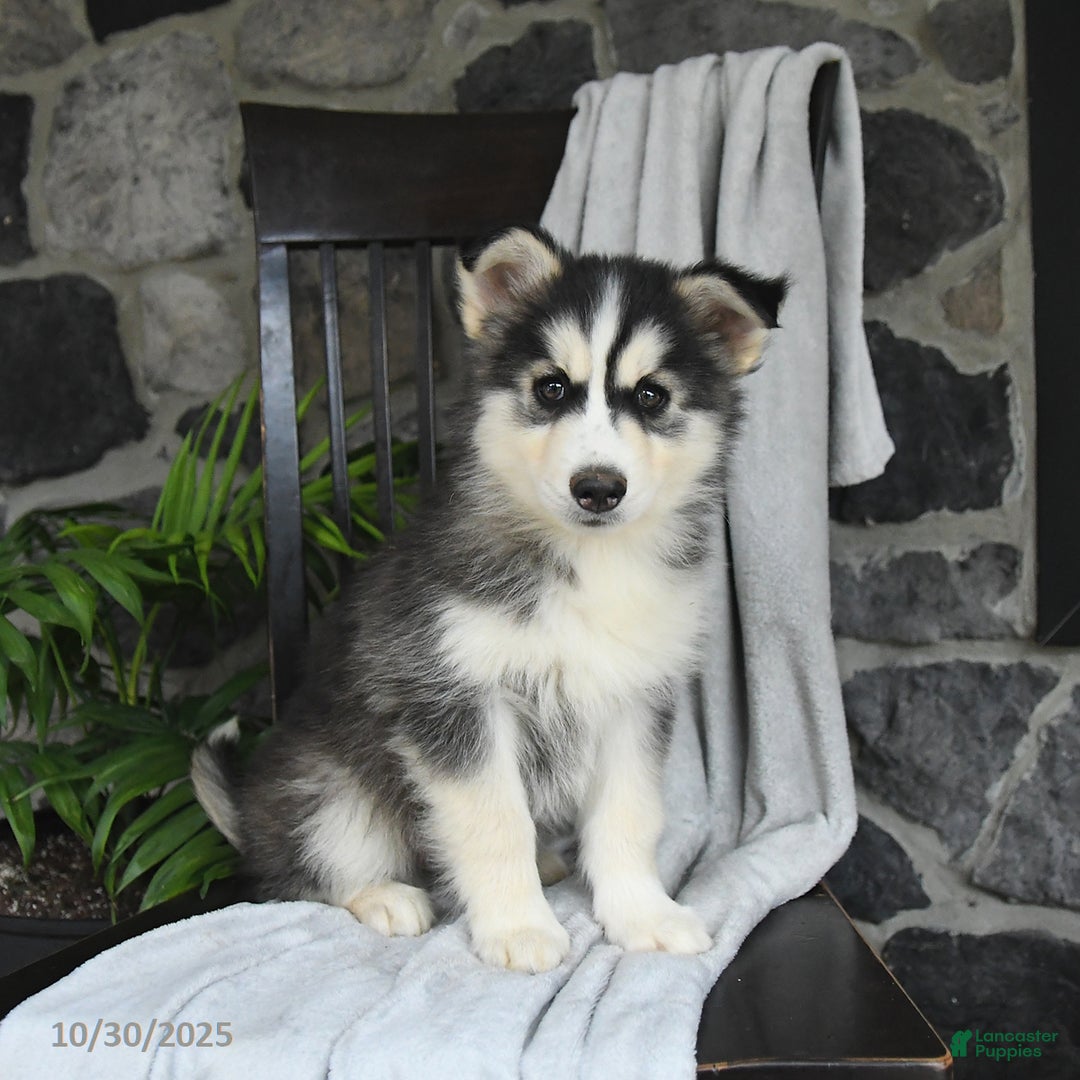 Pomsky dogs for sale: Trooper - Ad 3
