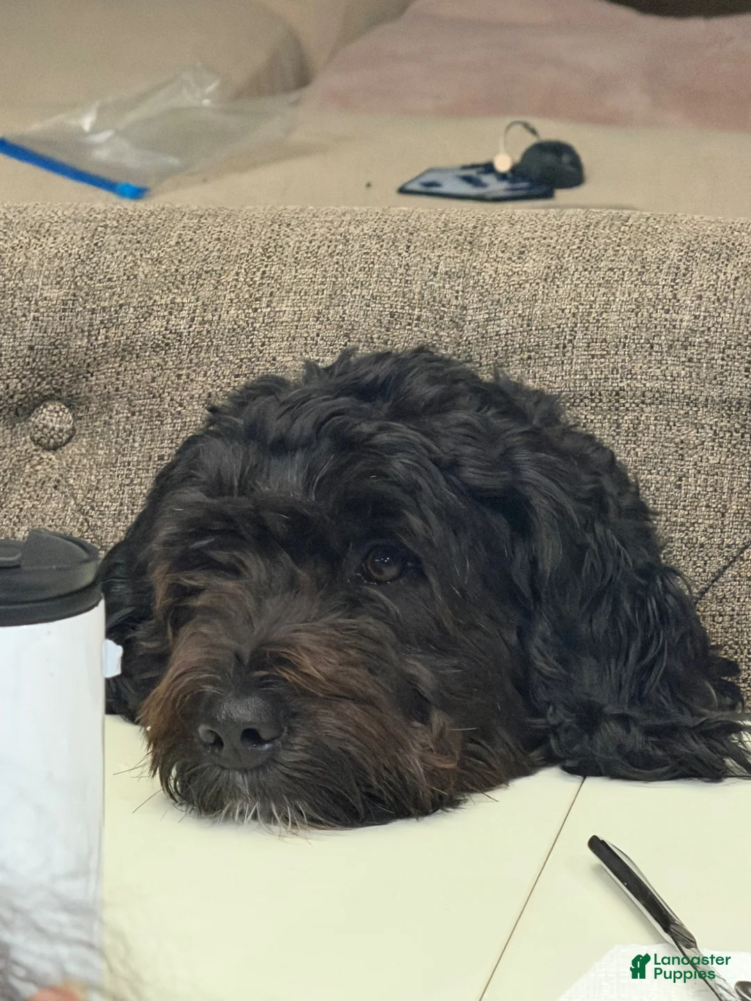 Mixed Breed dogs for sale: Orange - Ad 9