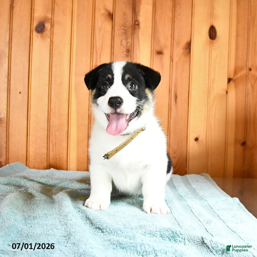 Welsh Corgi Pembroke dogs Jackson - Ad 1
