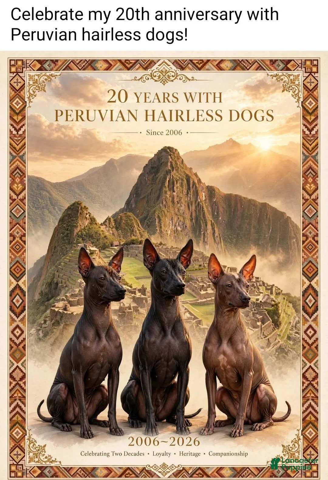 Peruvian Inca Orchid dogs for sale: Peruvian Inca Orchid 1 - Ad 2