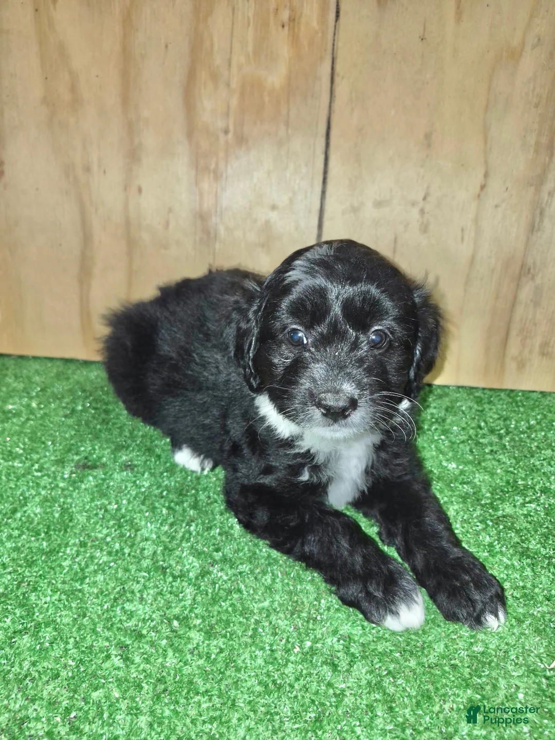 Mini Aussiedoodle dogs for sale: Mini Aussiedoodle Puppy 2 - Ad 2