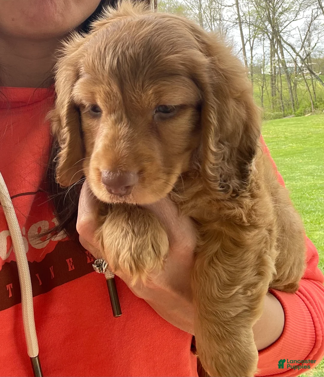 Miniature Dachshund dogs for sale: Gemma - Ad 2