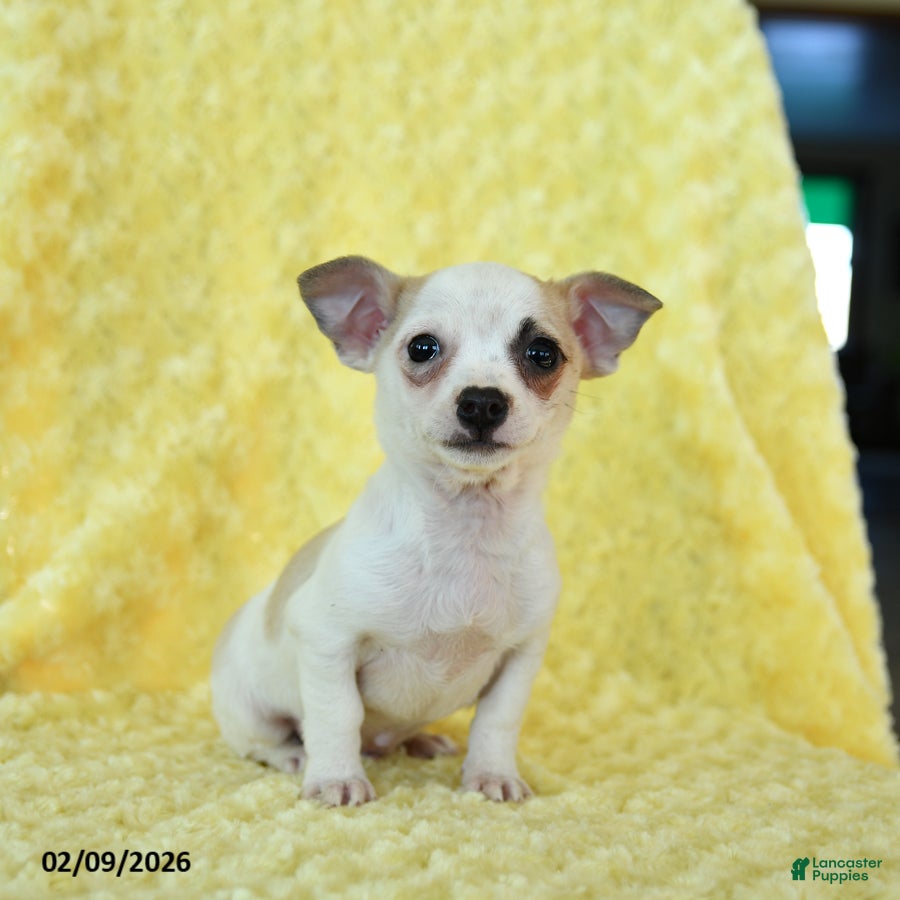 Chihuahua dogs Cupid - Ad 2