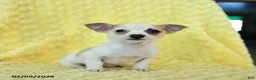Chihuahua dogs for sale: Cupid - Ad 2