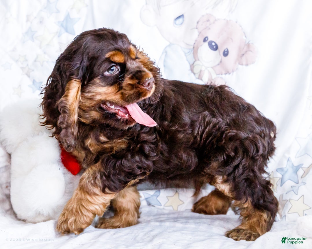 Cocker Spaniel dogs for sale: Freddy - Ad 3