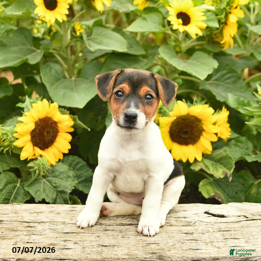 Jack Russell Terrier dogs Rose  - Ad 1