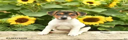 Jack Russell Terrier dogs for sale: Rose  - Ad 1