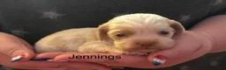 Cocker Spaniel dogs for sale: Jennings - Ad 3