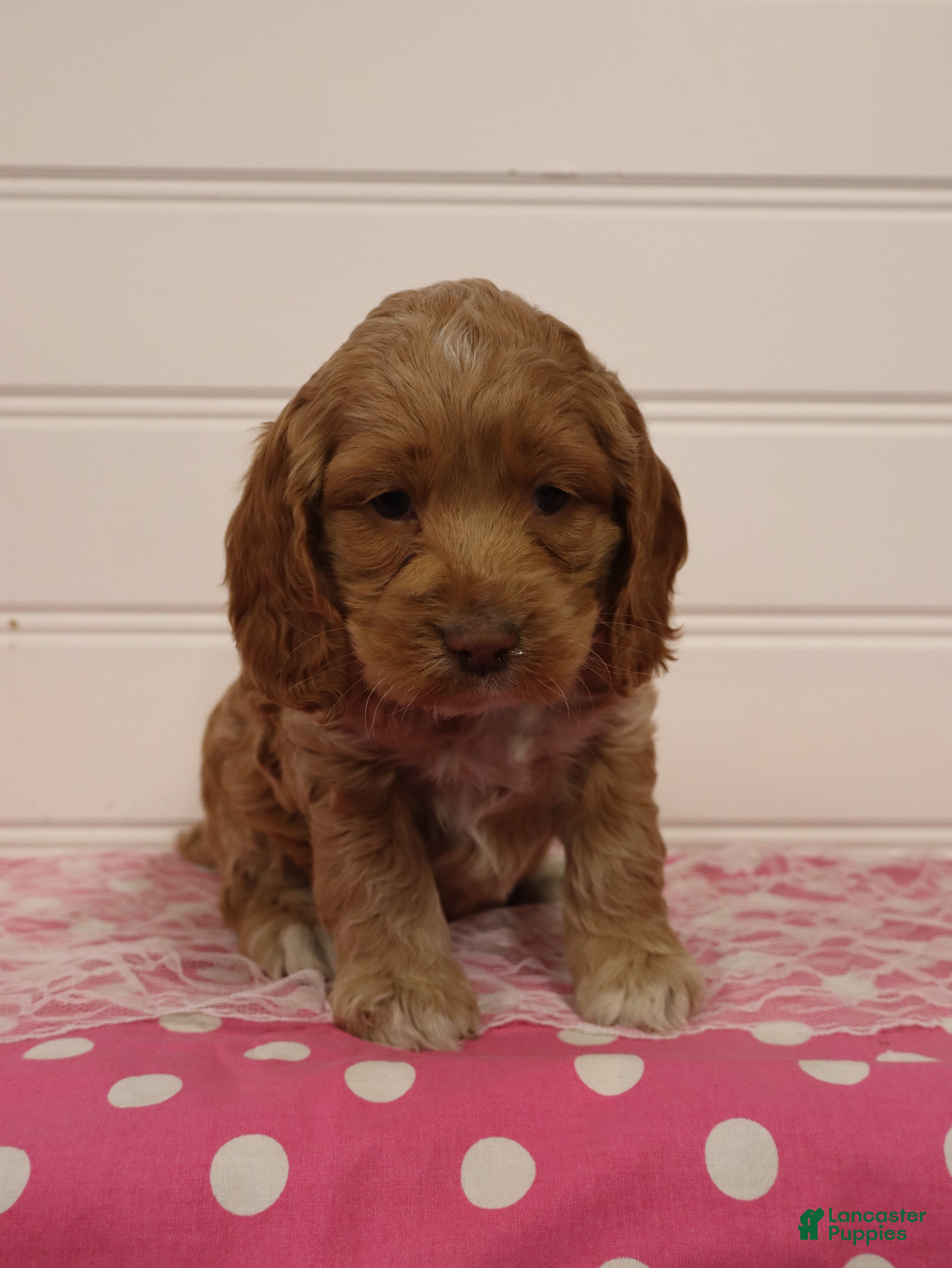 Cockapoo dogs for sale: Willow - Ad 2