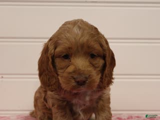 Cockapoo dogs for sale: Willow - Ad 2