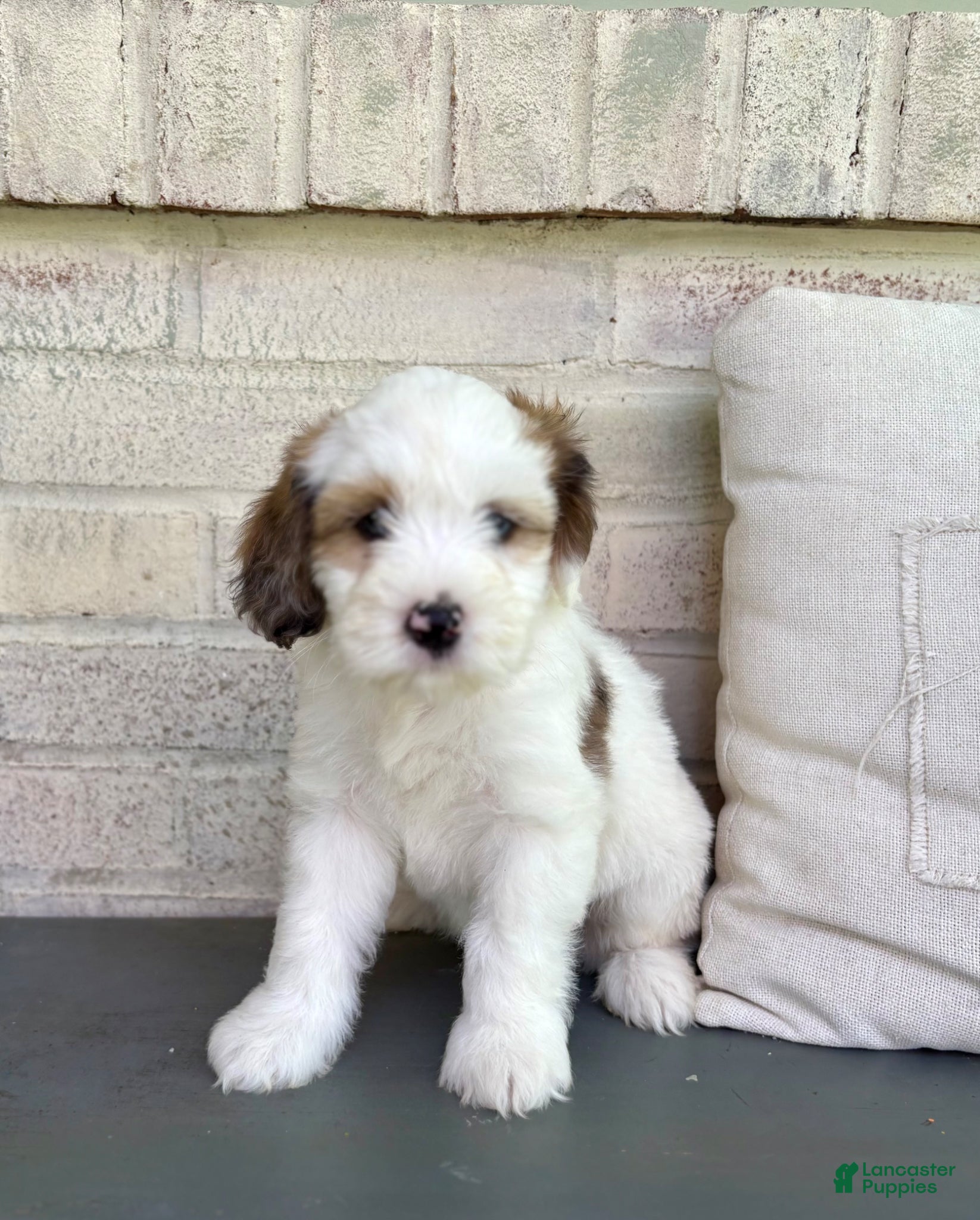 Mixed Breed dogs for sale: Corgi-Poo Schnoodle Hybrid - Ad 3
