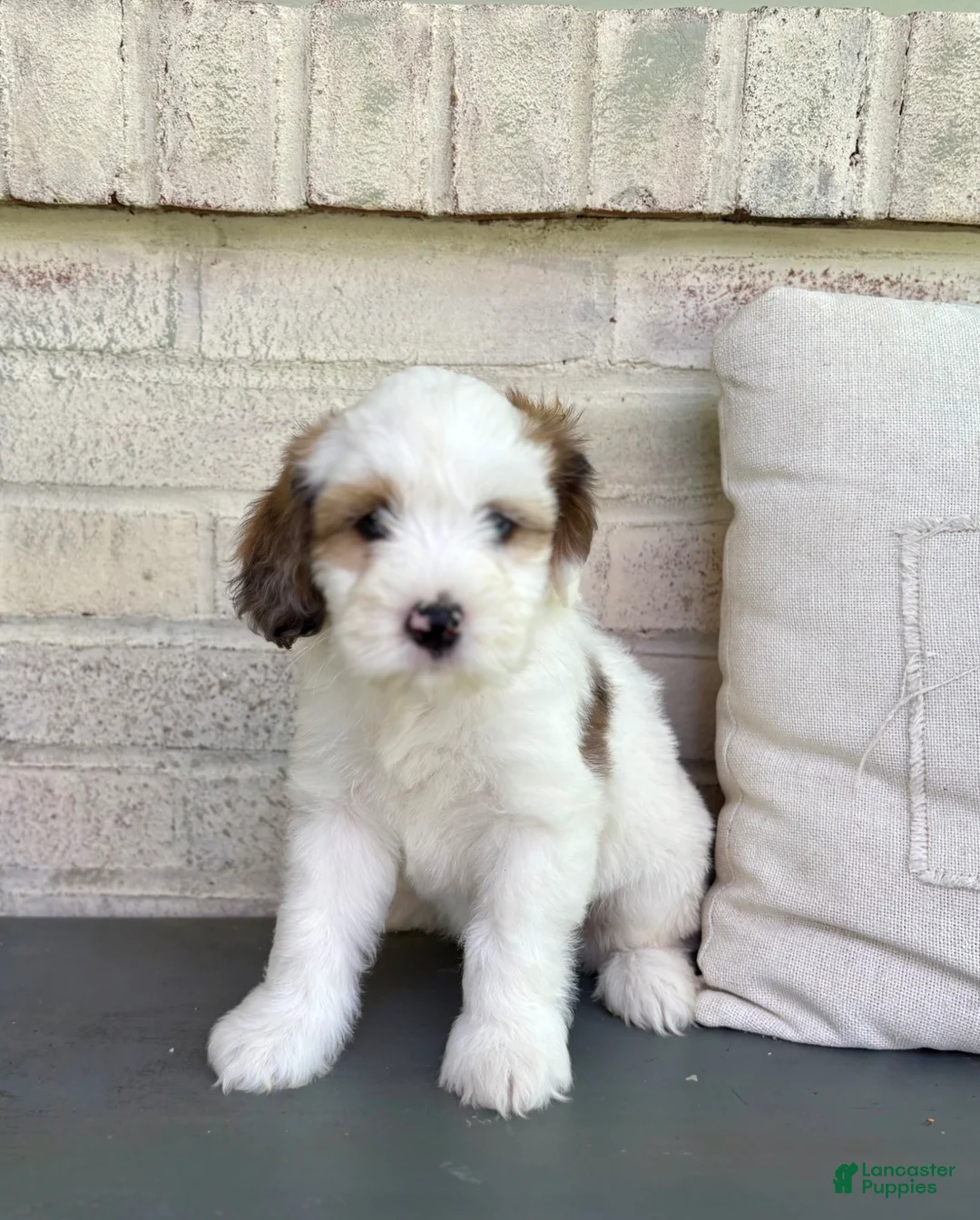 Mixed Breed dogs for sale: Corgi-Poo Schnoodle Hybrid - Ad 1
