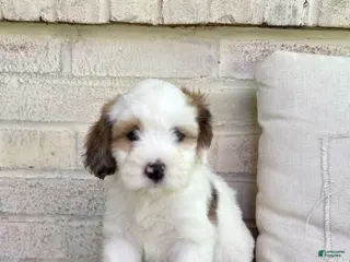 Mixed Breed dogs for sale: Corgi-Poo Schnoodle Hybrid - Ad 3