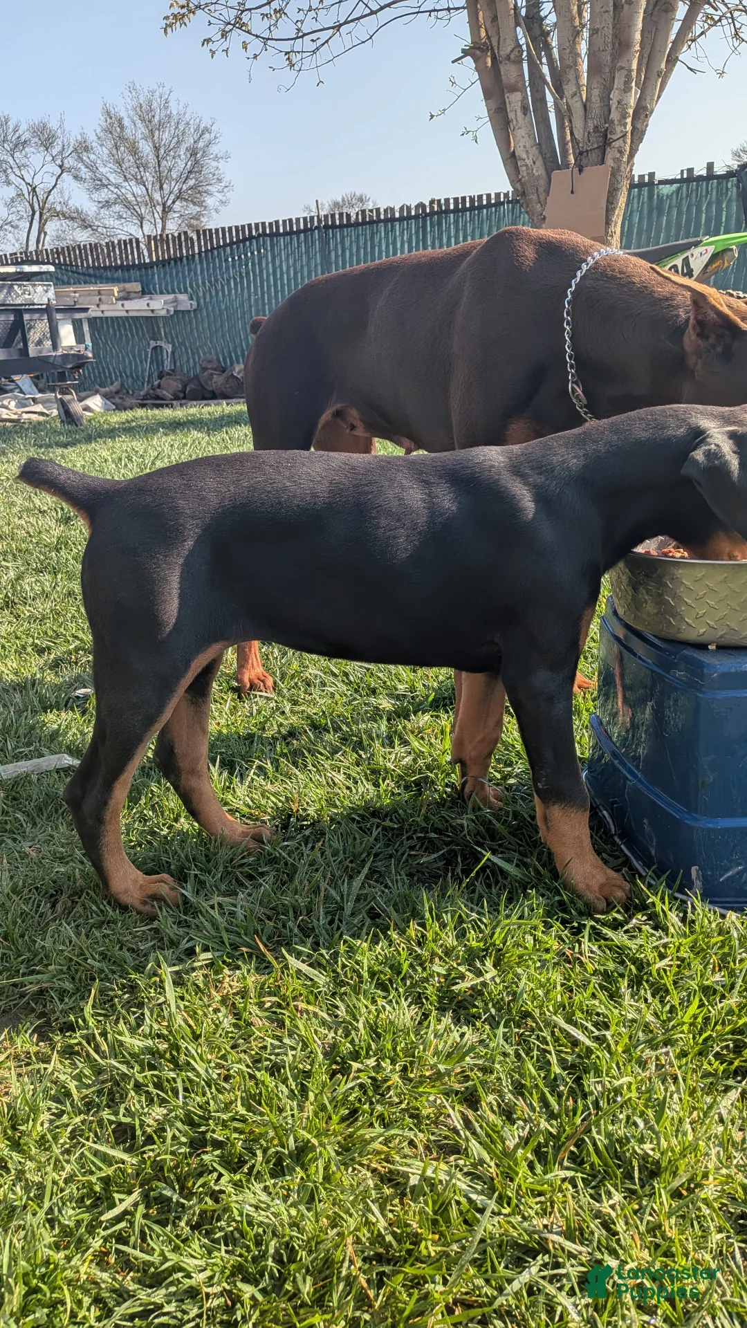 Doberman Pinscher dogs for sale: Doberman Pinscher Puppy 1 - Ad 3