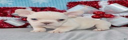 French Bulldog dogs for sale: Vega - Ad 6