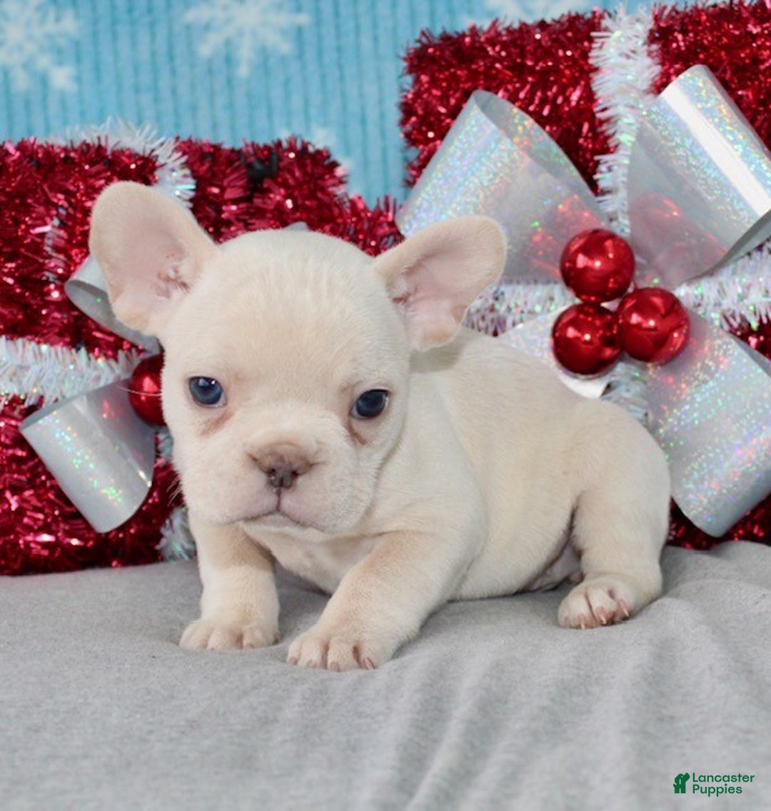 French Bulldog dogs for sale: Vega - Ad 6
