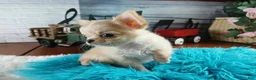 Chihuahua dogs for sale: Applehead boy Hand Delivery  - Ad 6